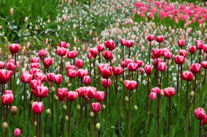 TulipFieldbeautiful-2703_1280